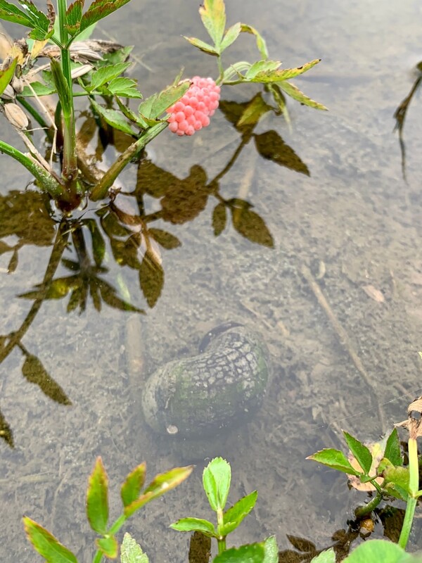 물미나리 줄기에 우렁이 알이 붙어 있다.
