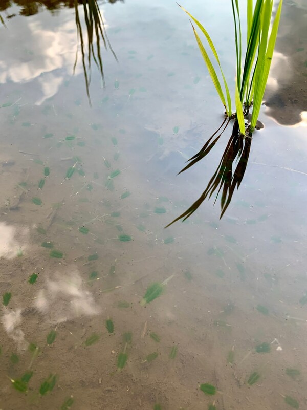 풍년새우가 논물에 가득하다.