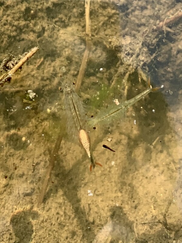 흰 알을 품은 쪽이 암컷, 그 옆은 수컷이다.