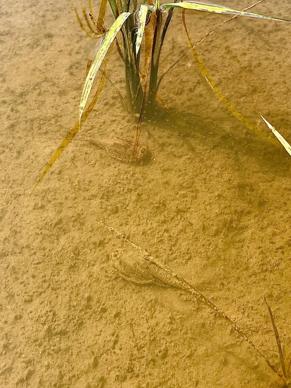 논바닥을 기어 다니는 긴꼬리투구새우