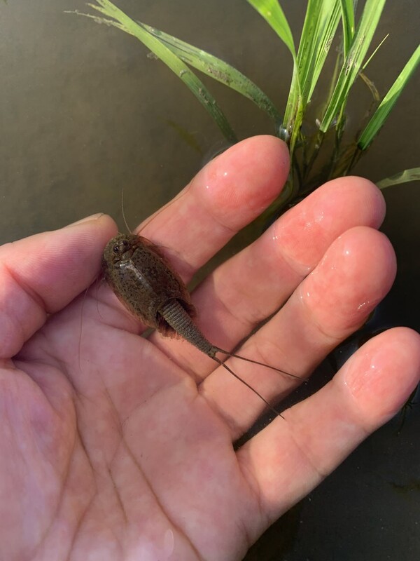 긴꼬리투구새우와의 첫 만남.