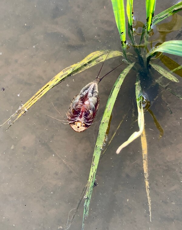 몸을 뒤집고 수면에서 헤엄치는 긴꼬리투구새우.