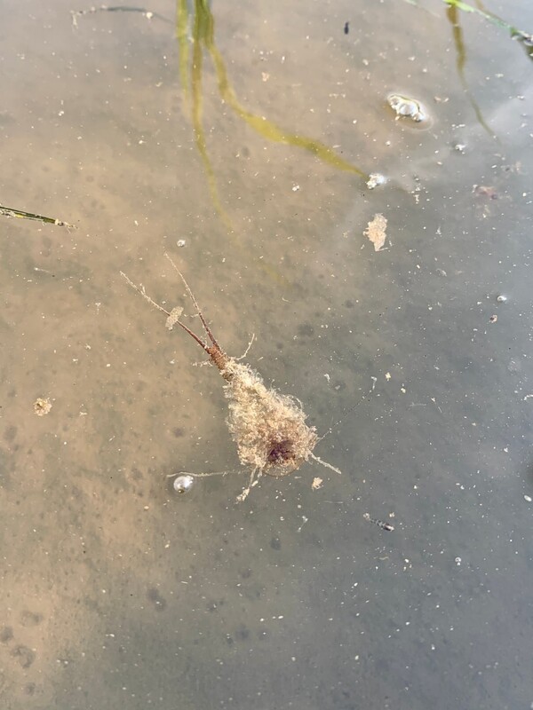 긴꼬리투구새우의 사체.