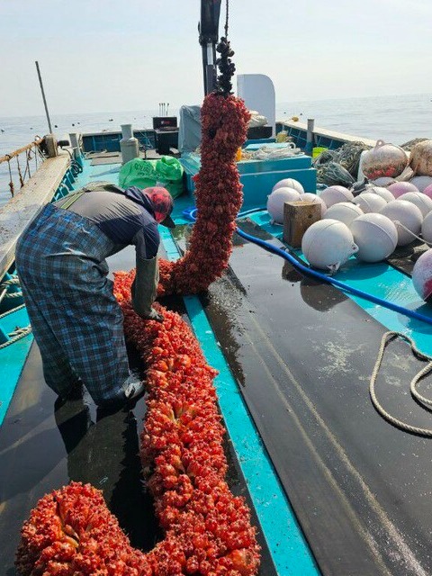 29일 강원도 강릉시 사천항에서 한 작업자가 양식장에서 생육한 멍게를 채취하고 있다. 2023.6.29. 최치훈 씨 제공