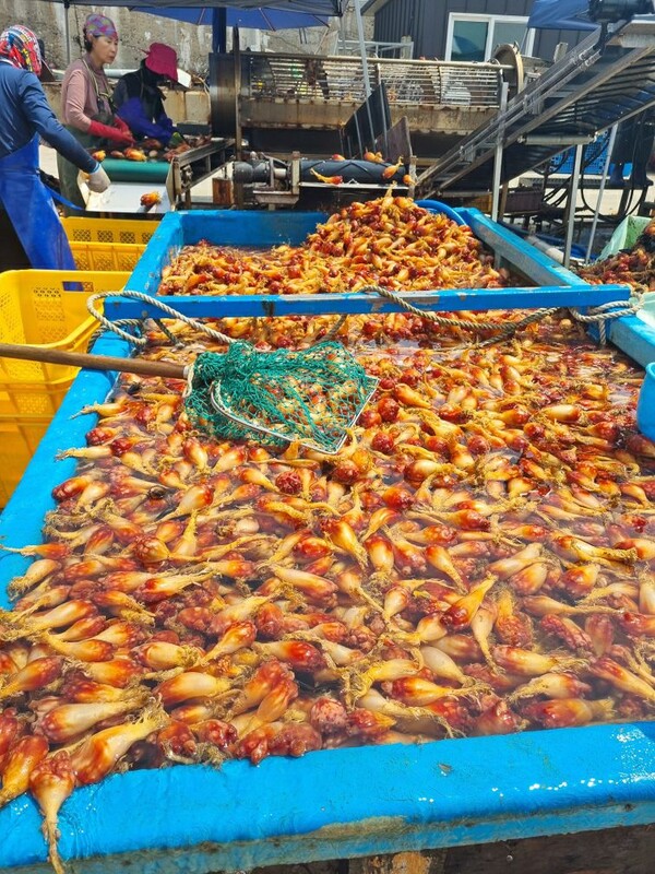 29일 강원도 강릉 사천항 멍게 양식장에서 작업자들이 멍게 채취작업을 하고 있다. 2023.6.29. 최치훈 씨 제공.