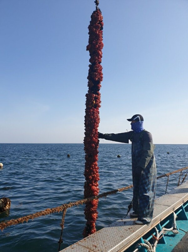 29일 멍게 양식업자 최치훈 씨가 강원도 강릉시 사천항에서 멍게 채취 작업을 하고 있다. 2023.6.29. 최치훈 씨 제공