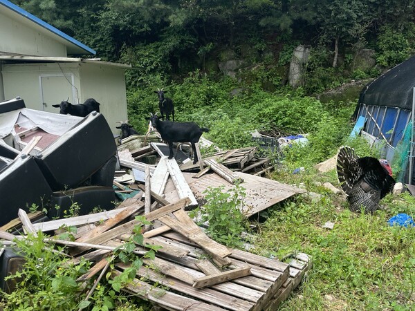 5일 오후 경기도 양평군 강상면 병산리 윤석열 대통령 부인 김건희 씨의 창고용지(병산리 1000-11)에 지어진 패널 건축물 앞에 흑염소와 칠면조가 있다. 2023.7.6. 김성진 기자