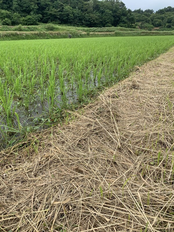 예초기로 벤 풀이 햇볕에 바싹 말랐다.