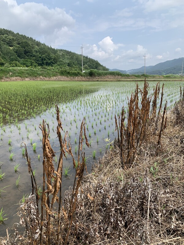 제초제를 친 논둑.