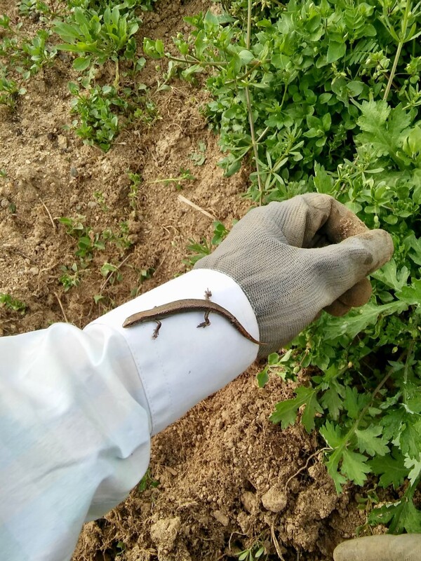 김 매는 내 손목 위로 도마뱀이 폴짝 뛰어 올라왔다.