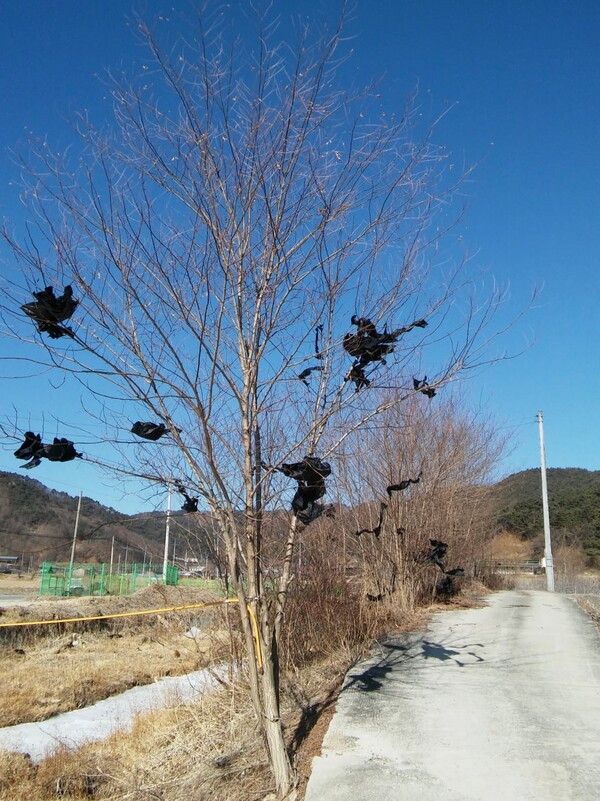 나뭇가지에 검은 비닐 조각들이 걸려 있다.