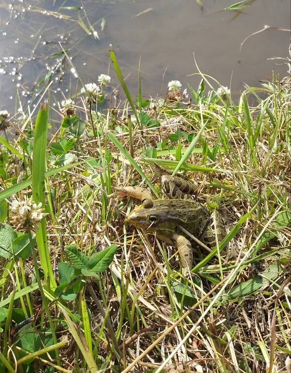논둑을 뛰어다니는 참개구리.