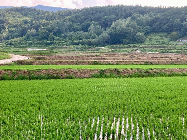 제초제를 뿌려 누렇게 탄 논둑들. 한눈에 알아볼 수 있다.