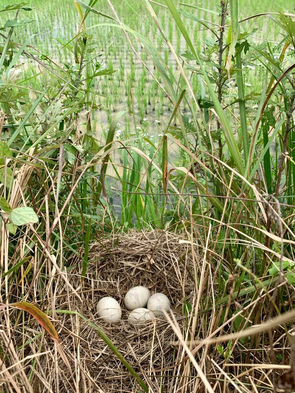 청둥오리가 논둑에 둥지를 틀었다.