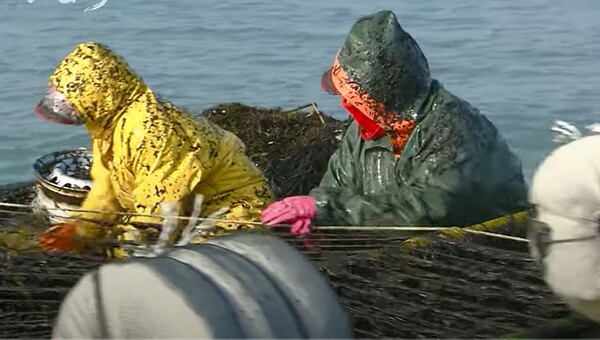 김 양식은 최근 온난화로 어려움을 겪고 있다. 여기에 오염수 문제까지 생기면 시름이 더 커진다고 심길섭 씨는 말했다. 격포항 앞바다에서 김 수확 장면. 심길섭 씨 제공