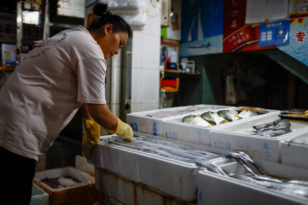 베이징의 한 수산물시장에서 지난 8일 상인이 생선을 점검하고 있다. 중국 정부는 일본의 핵오염수 해양 방류를 사실상 승인한 국제원자력기구(IAEA) 보고서 발표 이후 일본 일부 현으로부터 수산물 수입을 금지할 방침이다. 2023.7.8. EPA 연합뉴스 