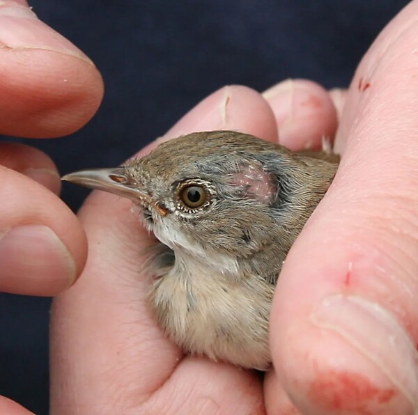 체르노빌 원전 폐허지의 고방사능 지역에 서식하는 새들은 종양을 앓고 있다. 티모시 무소 교수 제공