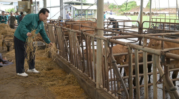 집중호우 피해 현장 방문에 나선 윤석열 대통령이 18일 충남 공주시 탄천면 한우 축산농가를 찾아 소에게 여물을 주고 있다. 2023.7.18. 연합뉴스