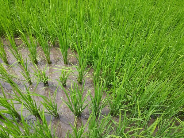 풀 매며 한 걸음씩 나아간다.