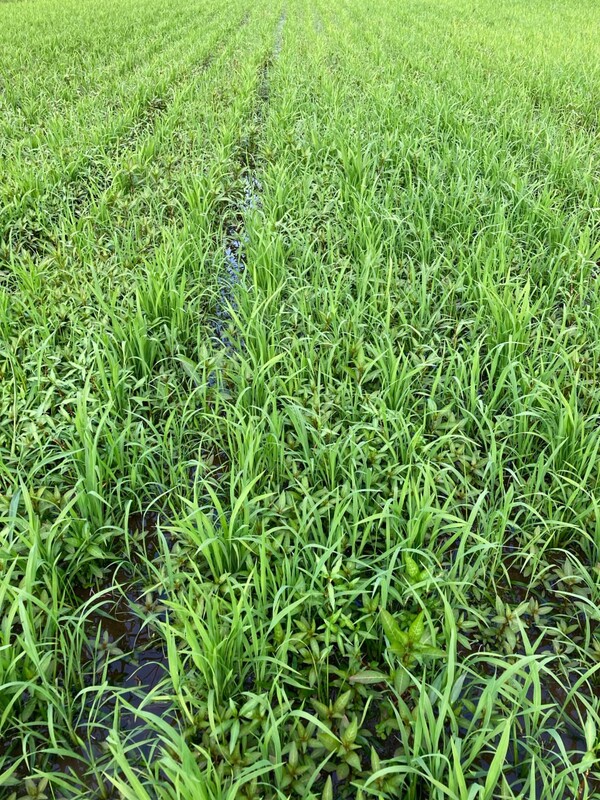 풀로 가득 찬 논.