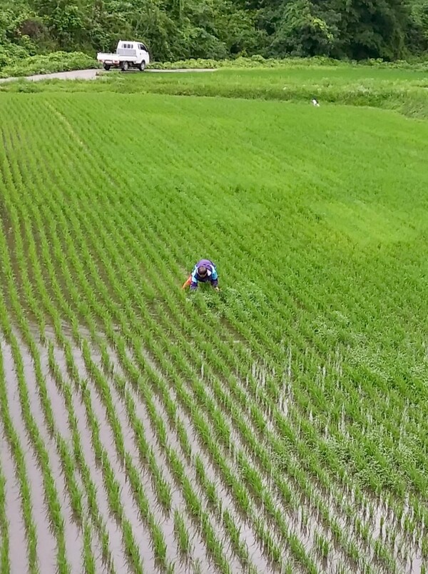 엎드려 풀을 뽑는 옆사람.