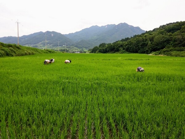 그가 청년 셋과 김매기 하고 있다.