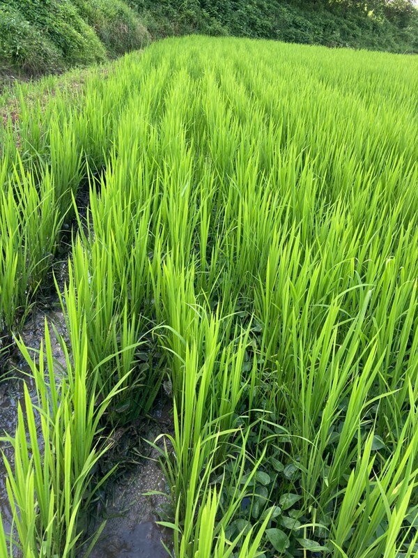 왼쪽이 논다매로 밀고 간 자리. 오른쪽엔 물달개비가 깔려 있다.