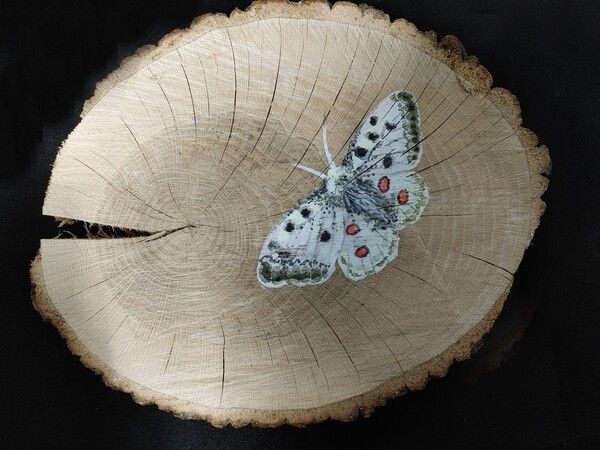 ‘붉은 점 모시나비와 왕은점 표범나비도 한반도에 평화를!’ (성효숙 작) ▲작가의 말 “붉은 점 모시나비와 왕은점 표범나비도 한반도에 평화를!” 