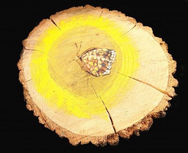 ‘붉은 점 모시나비와 왕은점 표범나비도 한반도에 평화를!’ (성효숙 작) ▲작가의 말 “붉은 점 모시나비와 왕은점 표범나비도 한반도에 평화를!” 