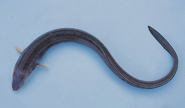 붕장어 또는 아나고. 