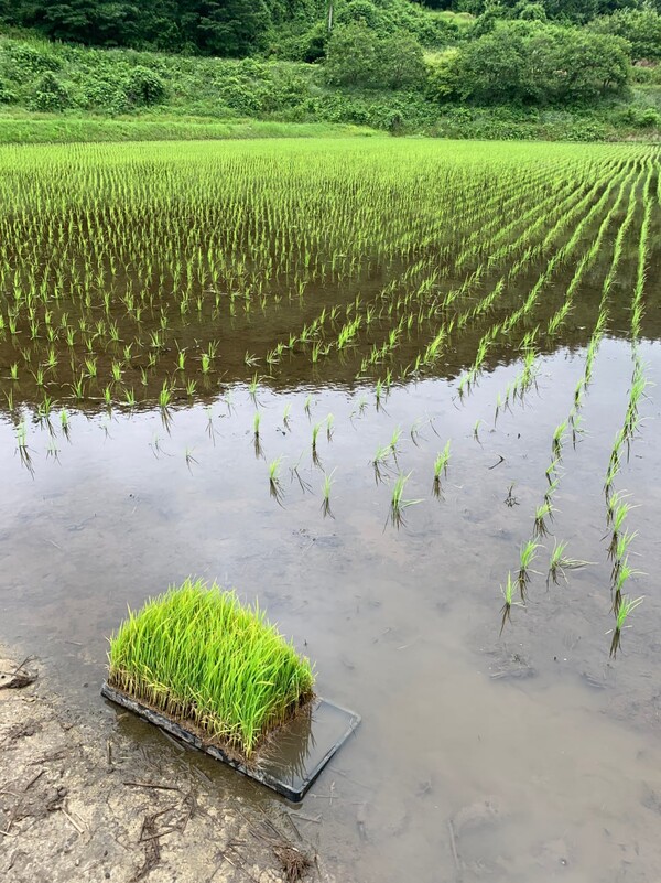 모내기 후 물을 깊게 댄 논.