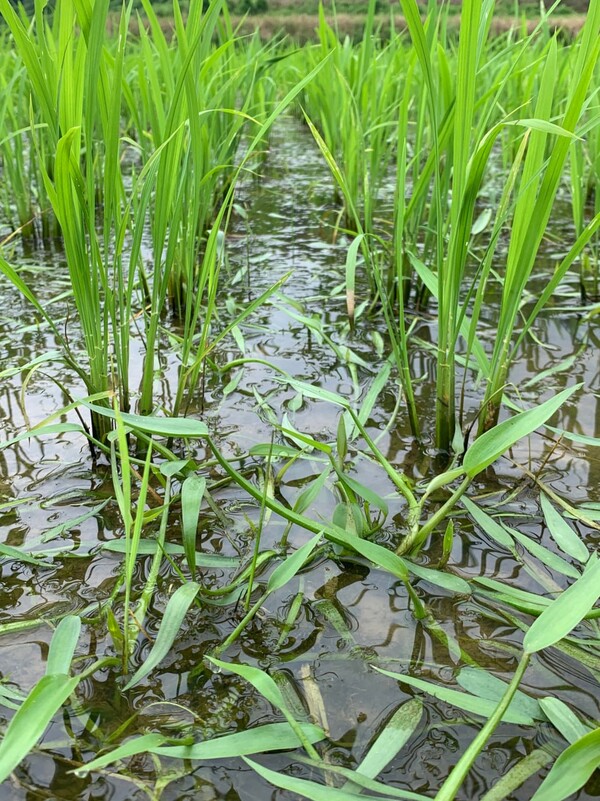 물을 깊이 댔더니 풀이 많이 줄었다.