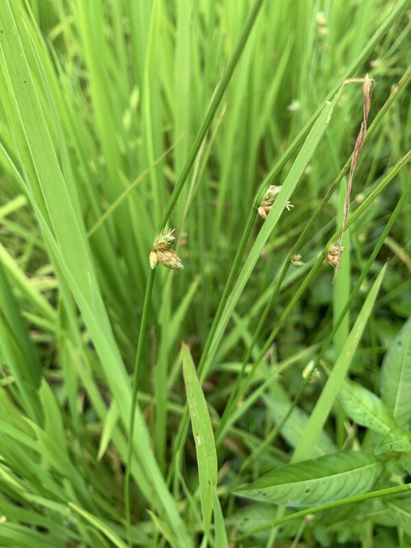 논에 나는 올챙이고랭이 풀.