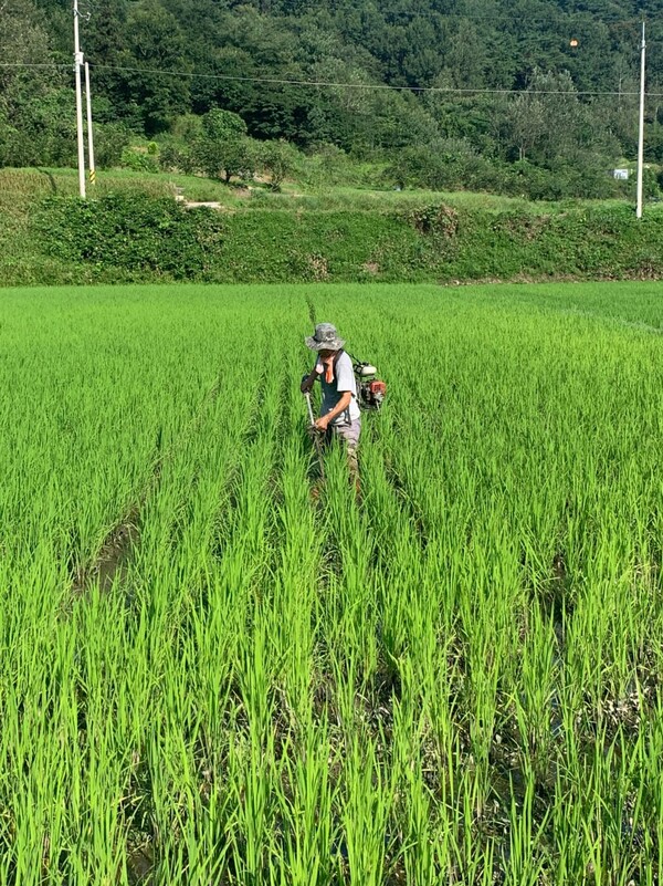 논다매로 풀을 밀고 있다.