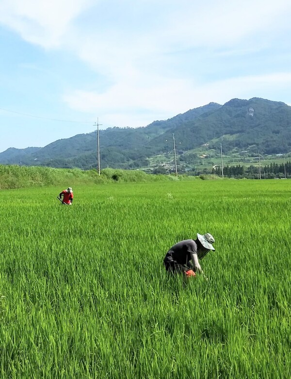 아들은 손으로, 아빠는 논다매로 김매기를 하고 있다.