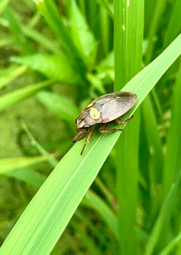 개구리밥을 등에 얹고 벼잎에 앉은 물자라.
