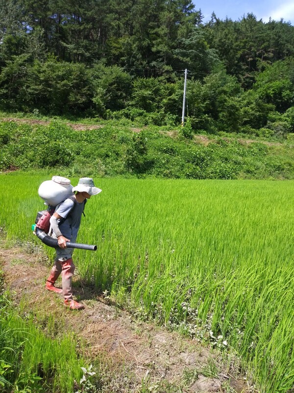 이삭거름을 통에 담아 뿌리고 있다.