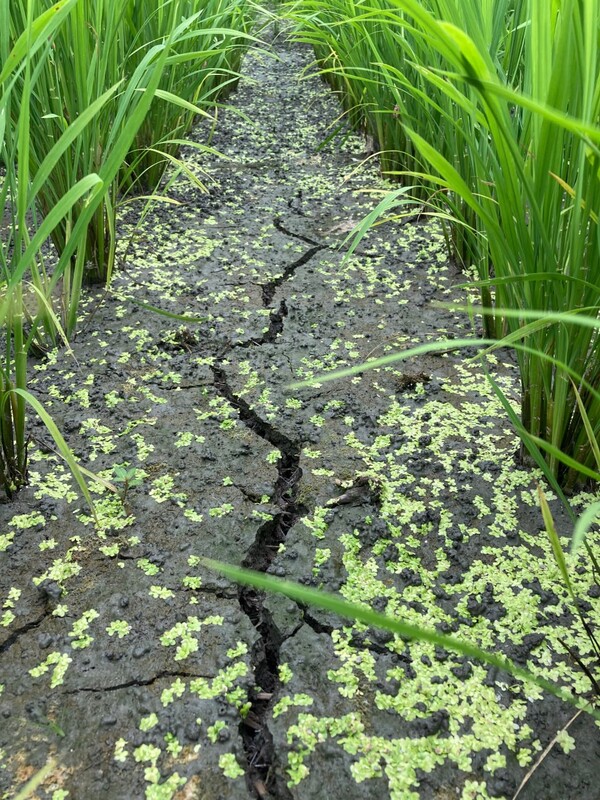 물을 떼니 논물에 떠다니던 개구리밥이 흙 위로 내려앉았다.