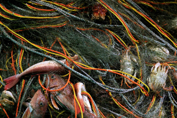 후쿠시마 사고원전에서 55킬로미터 떨어진 후쿠시마 현 신지마치의 쓰리시하마항 배에 실려 있는 그물에 걸린 물고기와 게들. 2023.03.01. 로이터 연합뉴스