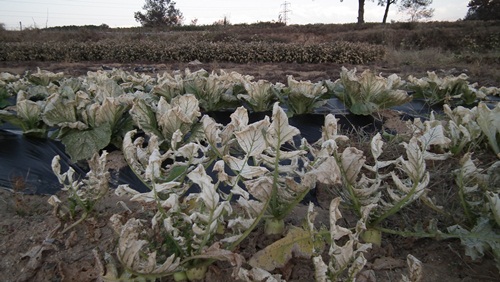 2012년 9월 27일 경북 구미시 한 화학공장에서 유출된 불산으로 인해 구미시 산동면 봉산리 일대의 농가 피해가 속출했다. 2012.10.2 ≪대구환경운동연합≫ 연합뉴스