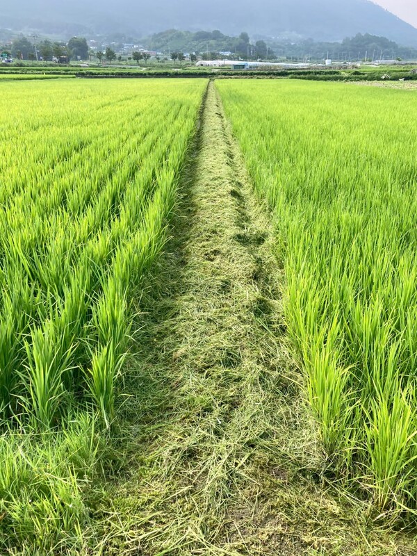 우리 논과 남의 논을 구분 짓는 경계 논둑을 예초기로 벴다.