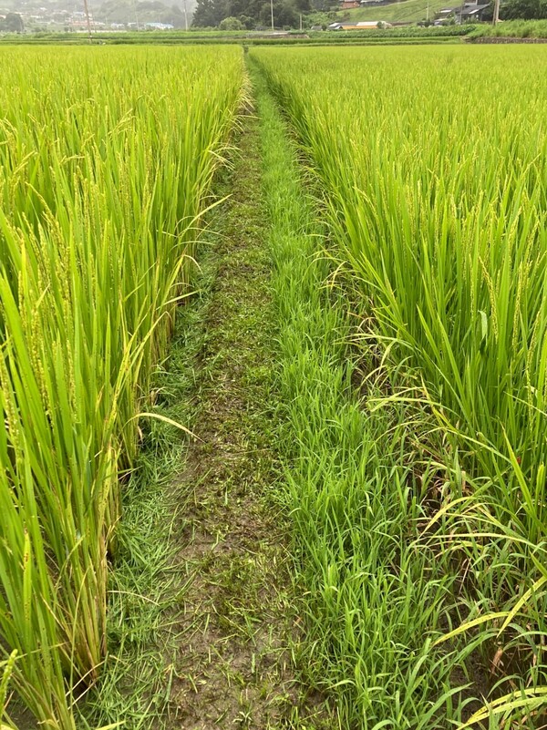 절반만 깎은 경계 논둑.