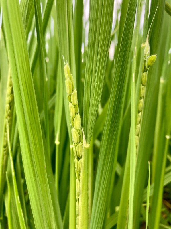 벼 줄기 속에서 이삭이 올라온다. 이를 ‘출수’라 한다.