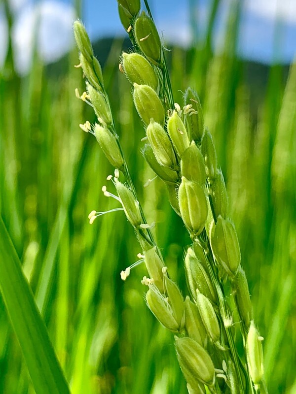벼알의 열린 껍질 사이로 하얀 수술이 고개를 내민다.