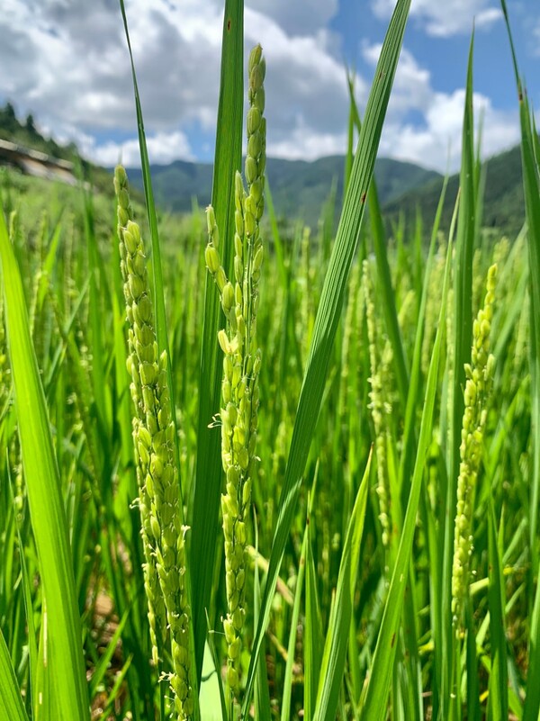 벼꽃이 지고 있다. 이제 알곡의 시간이다.