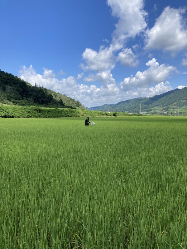 인증기관 담당자가 낫과 시료용 비닐을 들고 논에 들어가 이삭을 채취하고 있다.