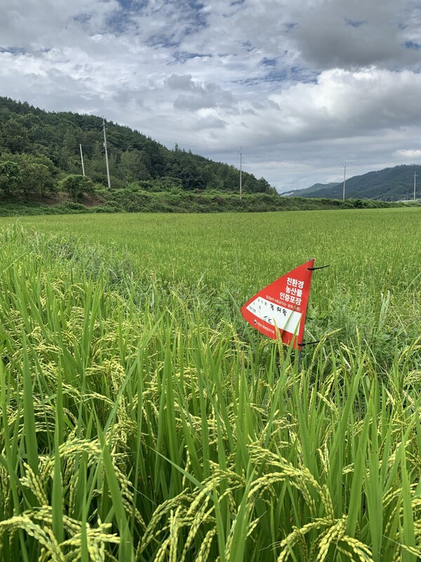 논에 꽂은 친환경 인증 깃발.