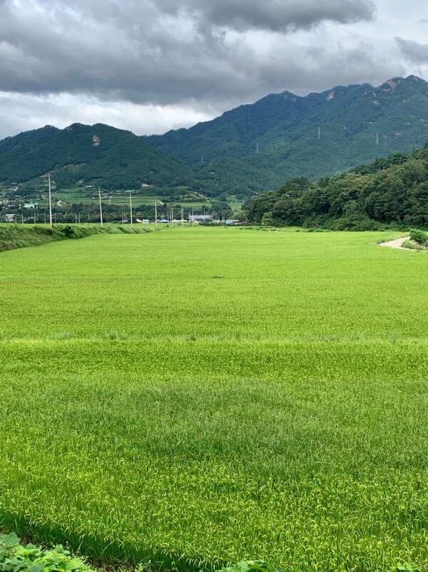 이삭이 여물기 시작하는 논.
