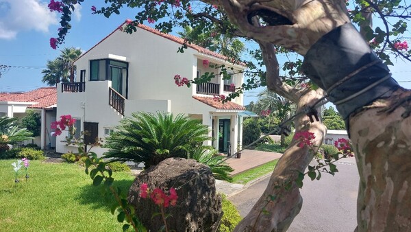 성산읍 키아오라리조트에 있는 배롱나무에 쇠밧줄을 걸어 동북쪽 바위에 매어 놓았다. © 이봉수