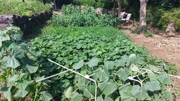 키아오라리조트에 만든 텃밭인 ‘우영팟’에 앞쪽부터 오이, 고구마, 땅콩, 고추, 들깨 등이 자라고 있다. © 이봉수